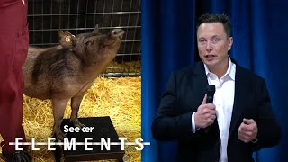 Elon Musk Just Showed Off How Neuralinks Implant Worksin a Pig [upl. by Jerald]