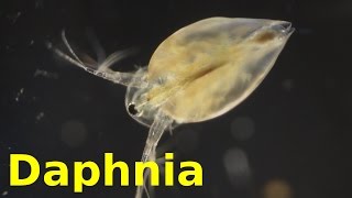 Daphnia [upl. by Yorke318]