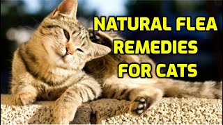 Cat Flea Treatment 10 Natural Ways [upl. by Emmerie]