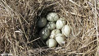 Duck Nests Nature in Your Neighborhood [upl. by Binni820]