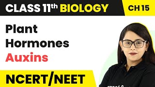 Plant Hormones Auxins  Plant Growth And Development  Class 11 Biology [upl. by Llener]