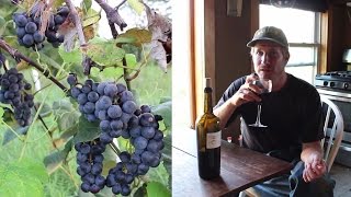 Making WINE from HOME GROWN Organic GRAPES  First Steps [upl. by Enilamme]