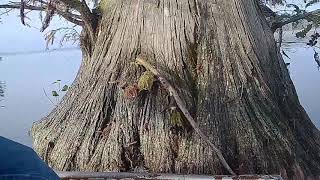 YoYo Fishing on Reelfoot Lake NW Tennessee [upl. by Minoru]