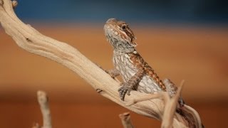 7 Cool Facts about Bearded Dragons  Pet Reptiles [upl. by Camel]