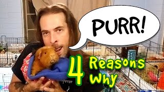 4 Reasons Why Guinea Pigs Purr [upl. by Jenine]