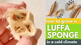 Growing Luffa Sponges in Cold Climates [upl. by Kcirtapnhoj]