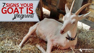 7 Goat Pregnancy Signs [upl. by Bevis]