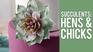 How to Make Gum Paste Echeveria Succulents [upl. by Nomyt537]