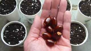 How to grow lychee tree from seeds [upl. by Ledairam]