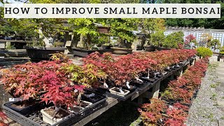 How to improve your small Maple Bonsai [upl. by Gine]