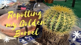 Let us Repot My Golden Barrel Cactus [upl. by Durrett]