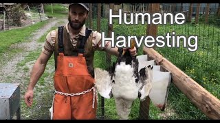 How to Pluck A Muscovy Duck  Humane Harvesting Guide [upl. by Nimrac]