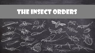 Defining Characteristics of the Insect Orders  Entomology [upl. by Daney179]