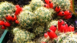 Fruiting Cacti Plants  Tasting amp Growing [upl. by Niknar]