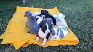 Staffordshire Terrier Amstaff Adorable Puppies Compilation  Cuteness Overload [upl. by Godewyn]