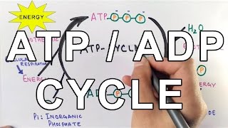 Mechanism of ATPADP Cycle [upl. by Burrton942]