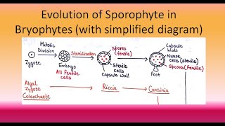 Evolution of Sporophyte in Bryophytes  For BSc and MSc ALL ABOUT BIOLOGY  BY JYOTI VERMA [upl. by Neelcaj]