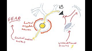 The Amygdala and Fear Conditioning [upl. by Austine958]