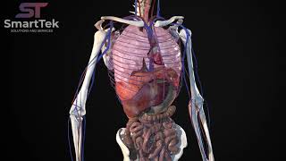 Full Virtual 3D Human Body Anatomy [upl. by Ahsyen851]