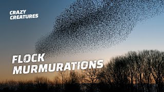 Why Do Starlings Flock in Murmurations [upl. by Jacobsen]