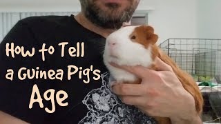 How to Tell a Guinea Pigs Age [upl. by Edrahc]