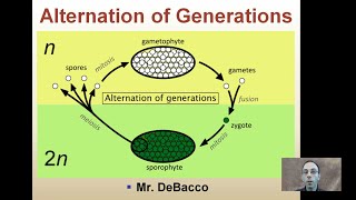 Alternation of Generations [upl. by Oznofla941]