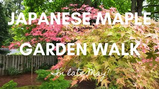 Japanese Maple Bonsai amp Garden Walk in Late May [upl. by Reifel]