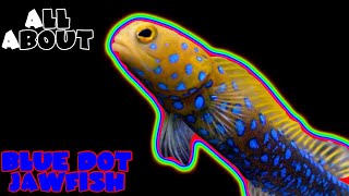 All About The Blue Dot Jawfish or Blue Spotted Jawfish [upl. by Ahsekel785]