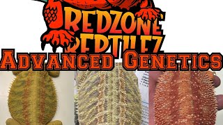 In depth about bearded dragon genetics Learning about what you are breeding and producing [upl. by Marguerita392]