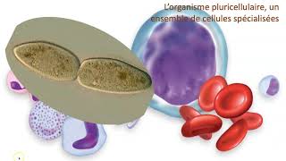 Organisme unicellulaire vs organisme pluricellulaire [upl. by Elyak211]