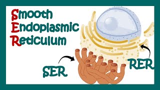 Smooth endoplasmic reticulum  SER  What is the function of smooth endoplasmic reticulum Cell bio [upl. by Atreb217]