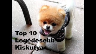 Top 10 Legédesebb Kiskutya  2 [upl. by Ioves]