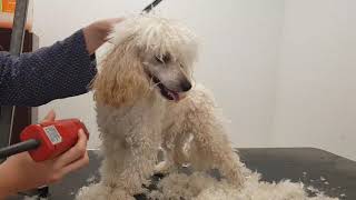 Corte de pelo en caniche toy Poodle grooming [upl. by Saref]