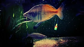 What Rainbowfish Should I Put in My Tank My Favorite Rainbows for Every Tank Size [upl. by Vorfeld297]