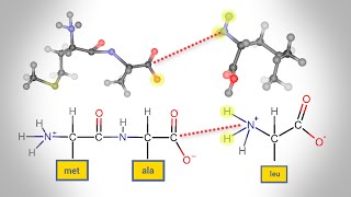 Peptide Bond Formation  Animation [upl. by Kaine]