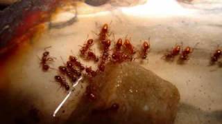 The Story of My Ant Colony Myrmica rubra [upl. by Gerkman]