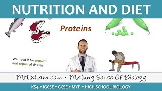 Nutrition and Diet  GCSE Biology 91 [upl. by Adnahsed]