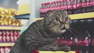 Best Cat Commercials Netto Marken [upl. by Babs]