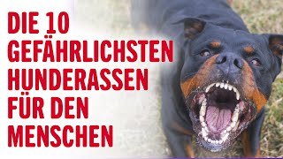 DIE 10 GEFÄHRLICHSTEN HUNDERASSEN FÜR DEN MENSCHEN  Tierwelt [upl. by Lucien]