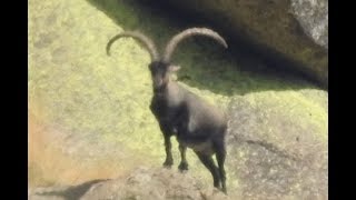 A NEW RECORD OF GREDOS IBEX [upl. by Derinna]