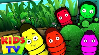 Five Little Caterpillars  Five Little Series  Kids Tv Nursery Rhymes [upl. by Enitnelav]