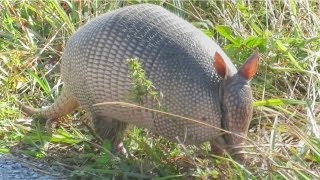 Nine Banded Armadillo Up Close [upl. by Selemas]