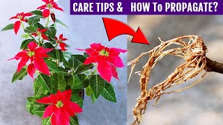 Poinsettia Plant CARE amp Propagation ALL In One Video [upl. by Flora]