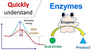 Enzymes [upl. by Annam]