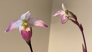 Bloom Profile No13  Phragmipedium Sedenii [upl. by Hanae555]