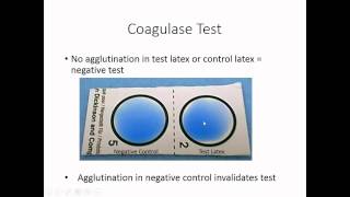 Identification of Staphylococcus [upl. by Finnigan933]