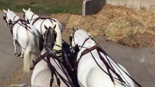 Connemara Pony 4InHand  Combined Driving [upl. by Katina]