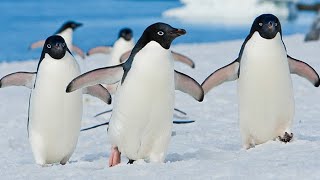 Ahhhh Moment Adélie Penguins in Antarctica [upl. by Jenda241]