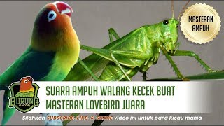 SANGAT AMPUH Walang Kecek Buat Masteran Lovebird Juara Full 1 Jam [upl. by Nomled]