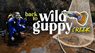 NEW Species  The secret WILD GUPPY CREEK  Planted Tank [upl. by Justis]